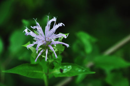Wild Bergamot Plant, Monarda fistulosa perennial, pollinator garden, 3 starter plugs for Zones 3 to 9