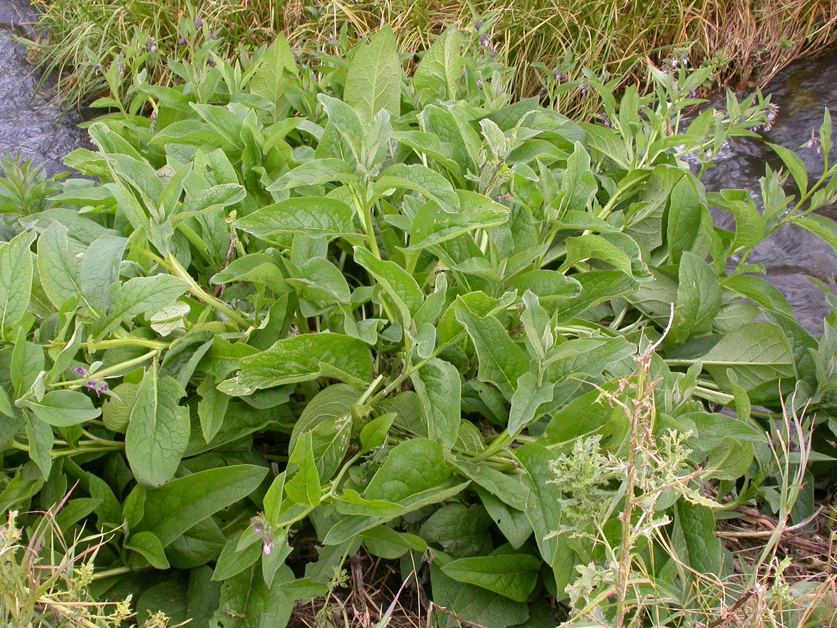 Mounded rosette of fuzzy deep-green foliage, young live comfrey plant, perennial herb plant.