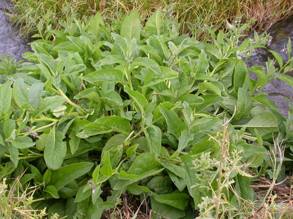 Mounded rosette of fuzzy deep-green foliage, young live comfrey plant, perennial herb plant.