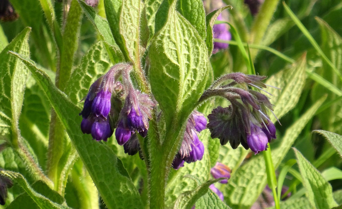 Tight cluster of vibrant deep-purple buds and hairy stems, live comfrey plant, Symphytum officinale.