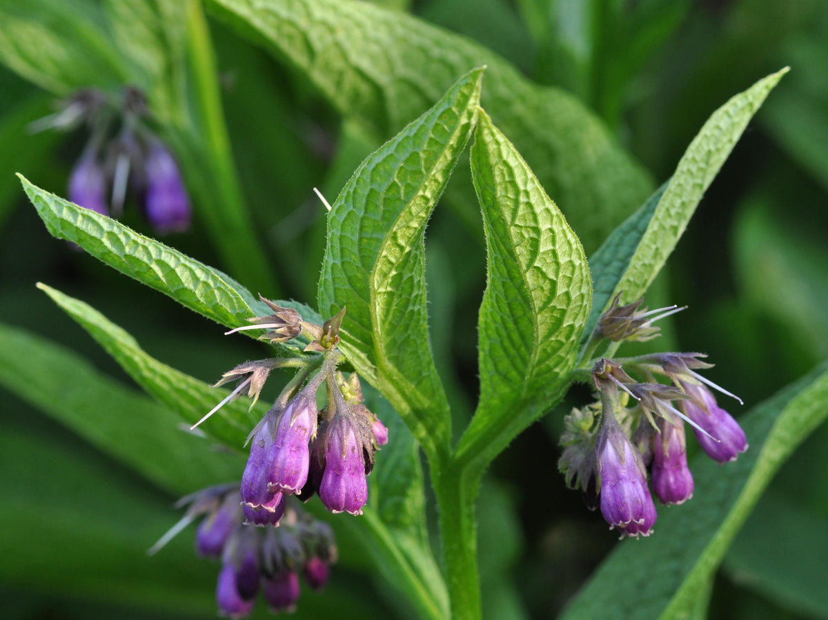Close-up cluster of purple bell blooms with fuzzy deep-green leaves, live comfrey plant.