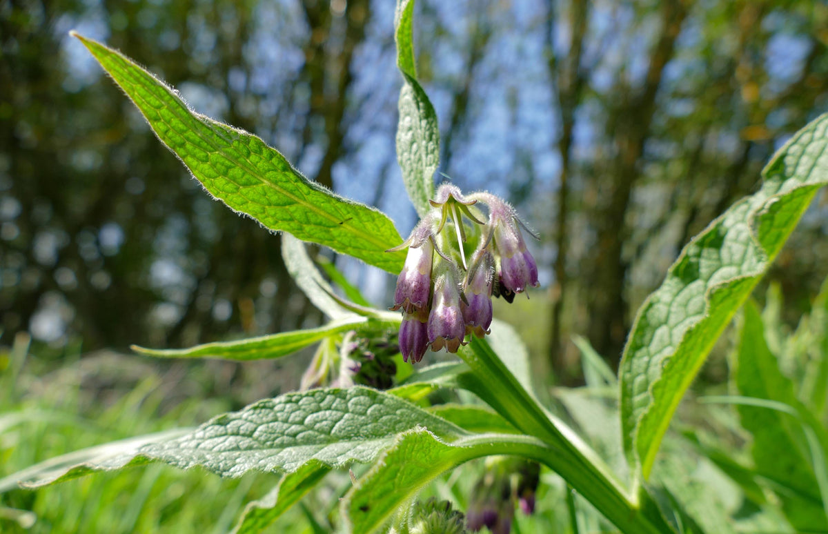 Tall stem with drooping purple bells against blue sky, fuzzy leaves, live comfrey plant, bee friendly plant.