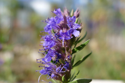 Live Hyssop Plant, Purple Blue Blooms for Pollinator Gardens, Perennial Herb in Nursery Pot