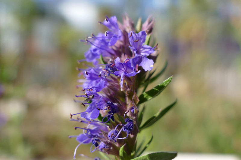 Live Hyssop Plant, Purple Blue Blooms for Pollinator Gardens, Perennial Herb in Nursery Pot