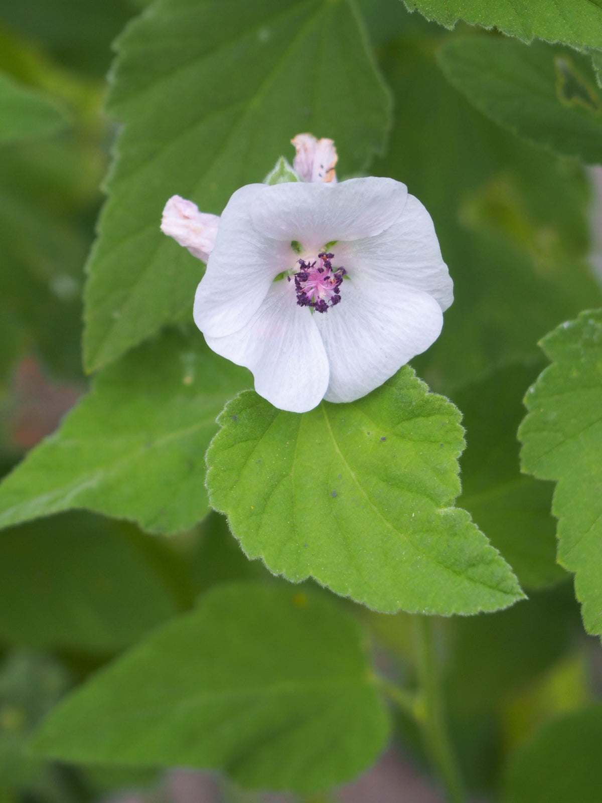 Marshmallow plant, 3 Starter Plugs, Althaea officinalis perennial