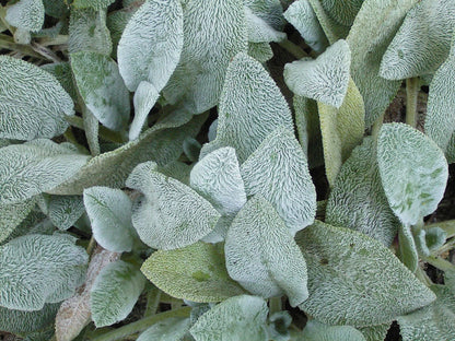 Lamb's Ear Plant, Quart Pot - Organic Potting Mix- Drought tolerant Perennial