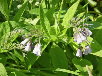 Soft pale pink and white bell flowers nestled in fuzzy green leaves, live comfrey plant, organic herb plant.