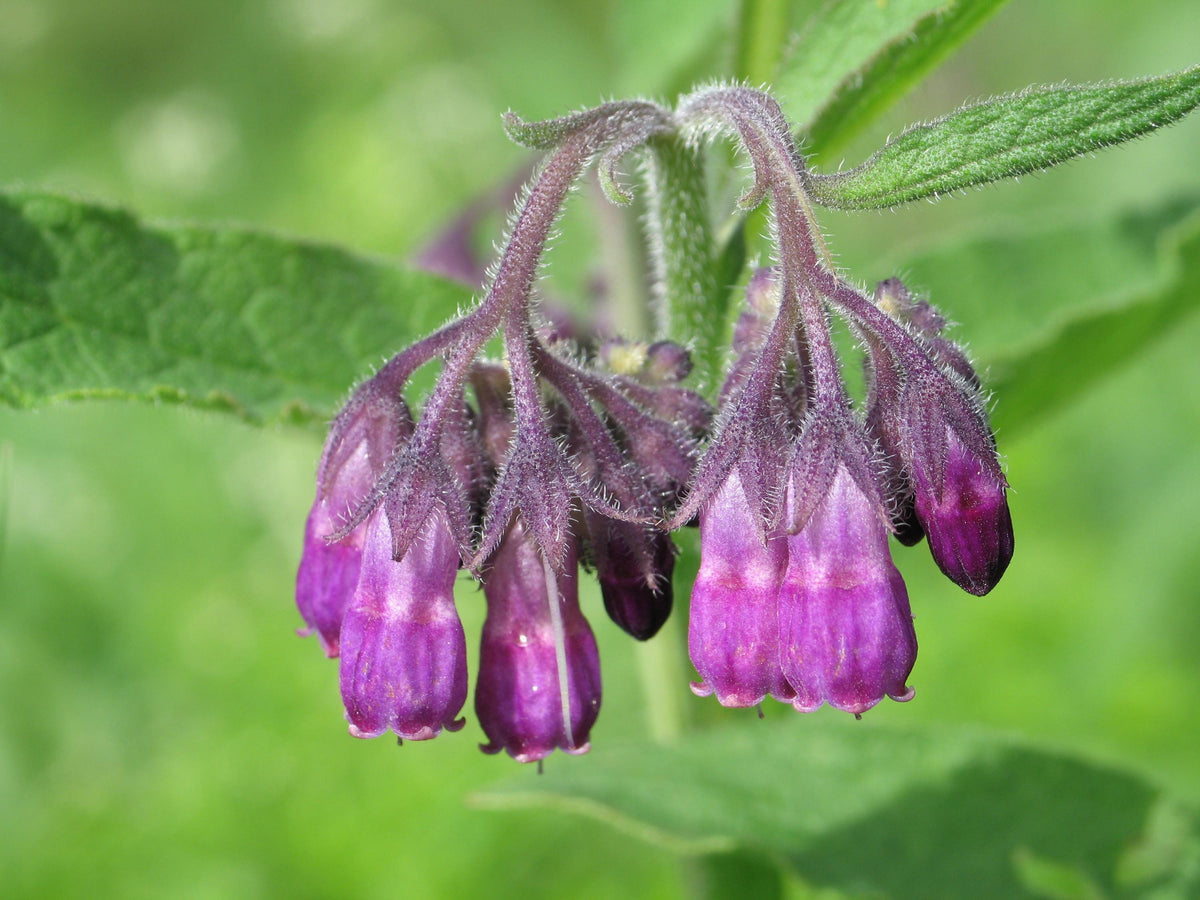 Dew-speckled purple bell flowers hanging from fuzzy stems, live comfrey plant, pollinator garden plant.