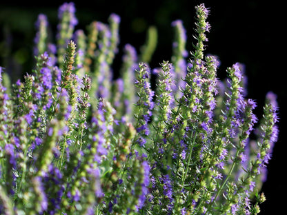 Live Hyssop Plant, Purple Blue Blooms for Pollinator Gardens, Perennial Herb in Nursery Pot