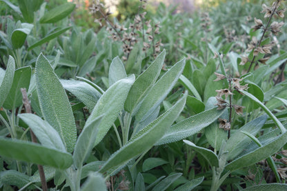 Sage Plant -Salvia officinalis - Live Herb - 3.5" Potted, Organic potting mix
