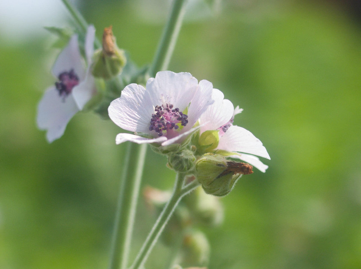 Marshmallow plant, 3 Starter Plugs, Althaea officinalis perennial