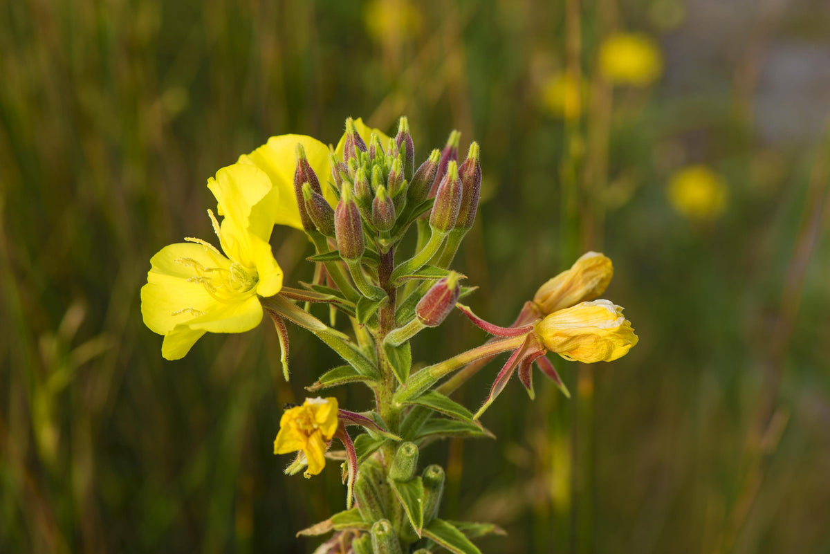 Field close-up of Oenothera biennis buds and small yellow blooms, native wildflower plant setting