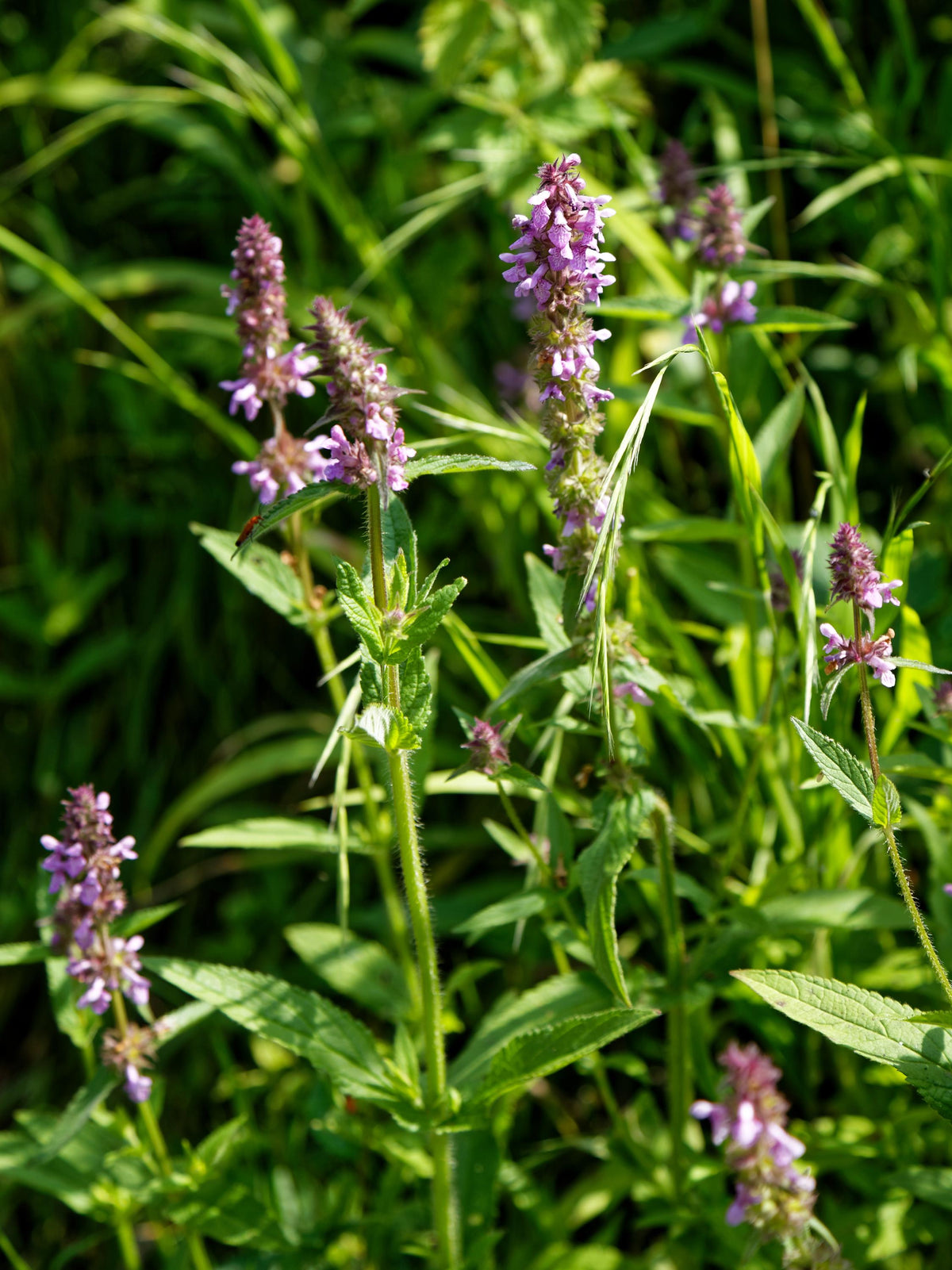 Live Betony Plant, 3.25 Inch Pot, Magenta Purple Blooms for Pollinators