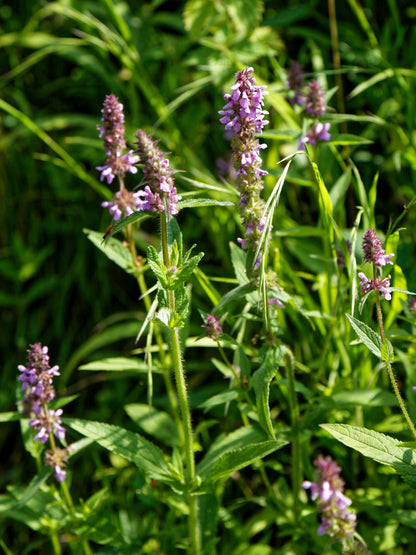 Live Betony Plant, 3.25 Inch Pot, Magenta Purple Blooms for Pollinators