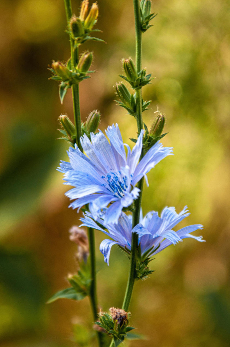 Chicory Plant, 3 Starter Plugs- Cichorium intybus - Blue Wildflower Perennial Native Herb