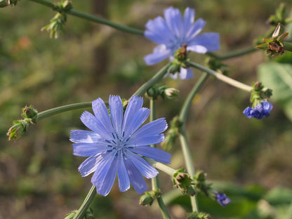 Chicory Plant, 3 Starter Plugs- Cichorium intybus - Blue Wildflower Perennial Native Herb