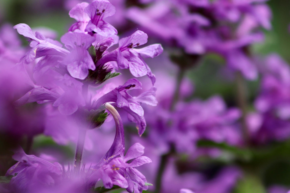 Live Betony Plant, 3.25 Inch Pot, Magenta Purple Blooms for Pollinators