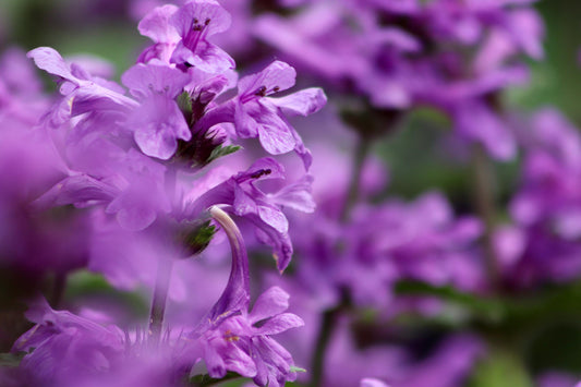 Live Betony Plant, 3.25 Inch Pot, Magenta Purple Blooms for Pollinators