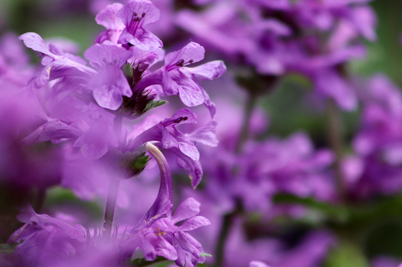 Live Betony Plant, 3.25 Inch Pot, Magenta Purple Blooms for Pollinators