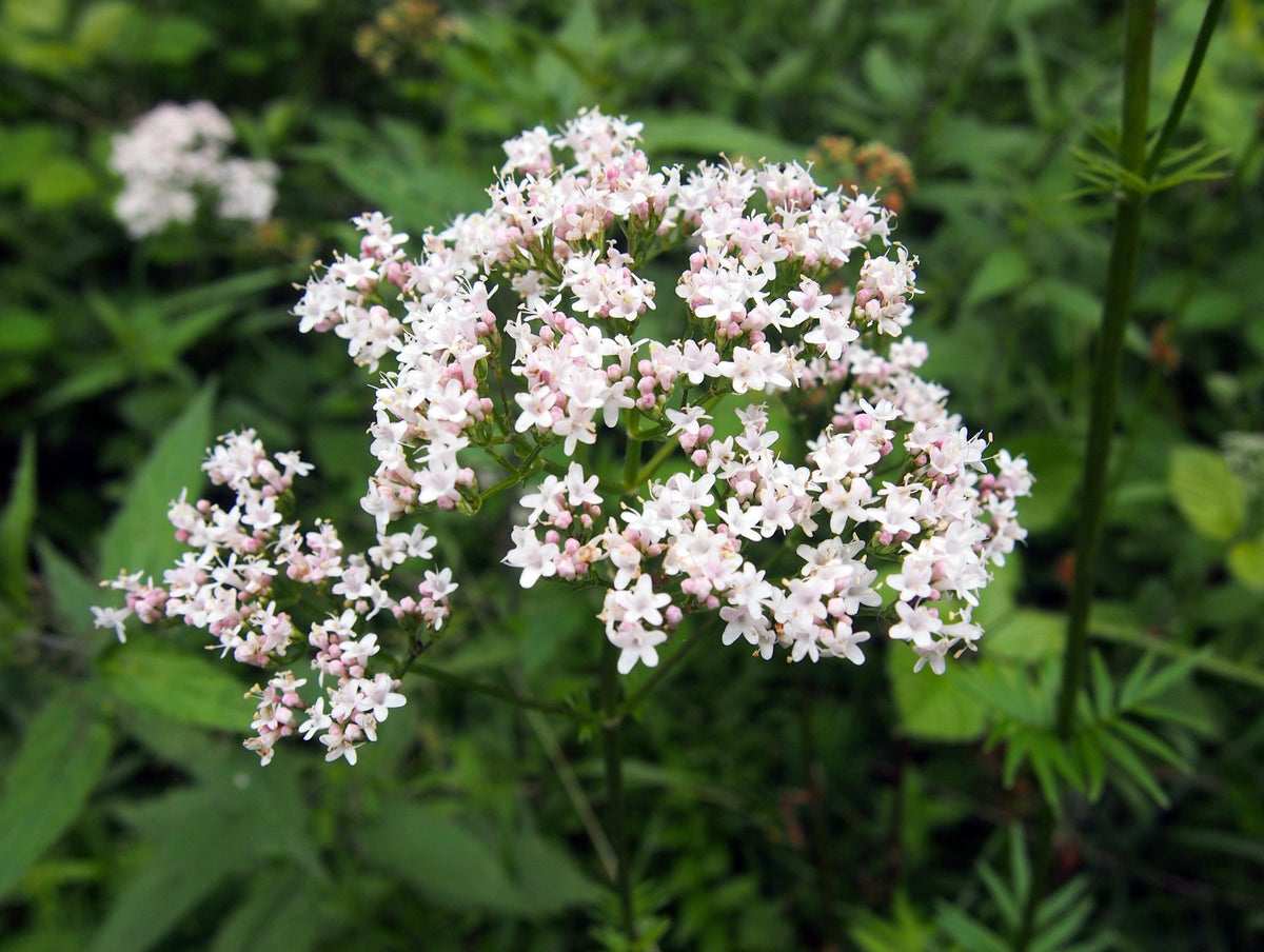 Cluster of pale pink valerian blooms with fern-like leaves, great live valerian plant for cottage garden perennial