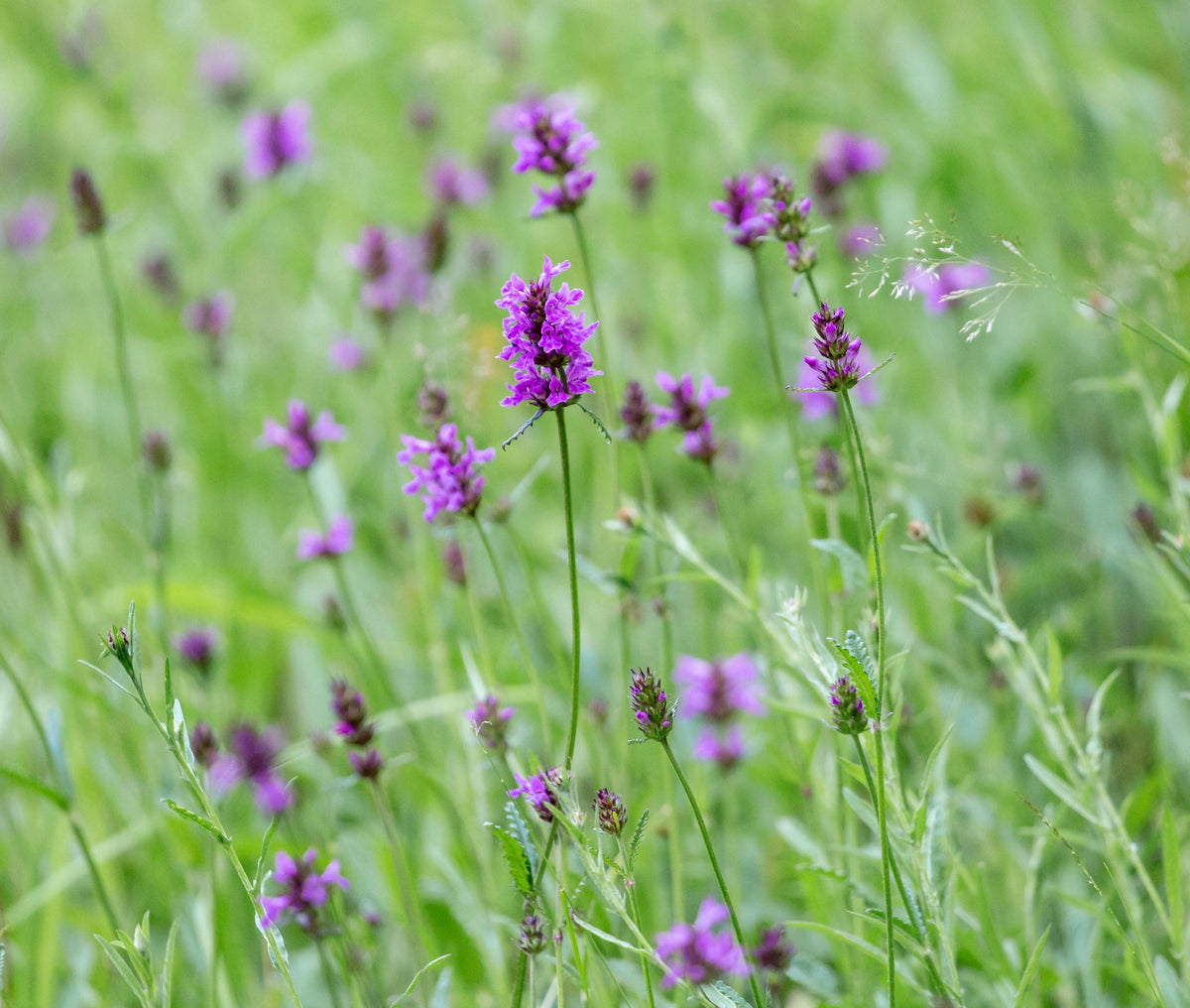 Live Betony Plant, 3.25 Inch Pot, Magenta Purple Blooms for Pollinators