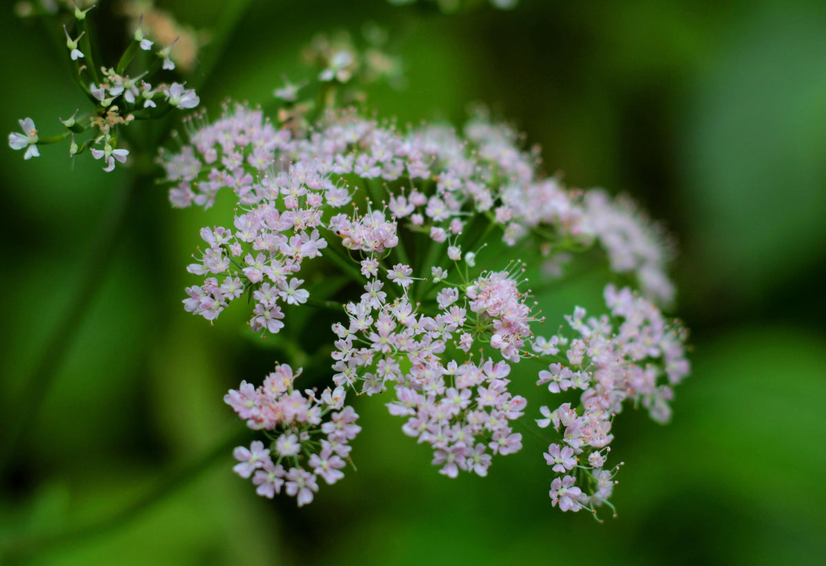 Close-up pale pink and white valerian herb seedlings in soft focus, organic valerian plant starter plugs for pollinators