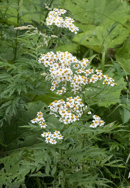 Feverfew Live Plant, 3.25 Inch Pot or Quart Pot, Perennial