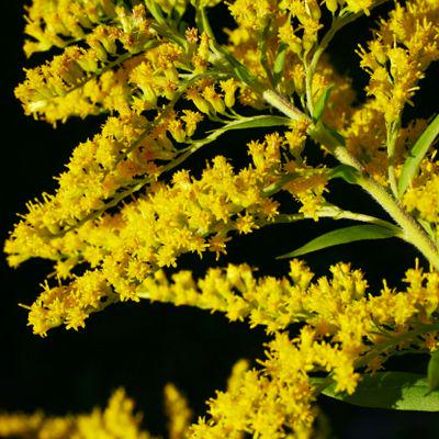 Goldenrod Live Plant, 3.25 Inch Pot, Organic Potting Mix, Herbal plant gift