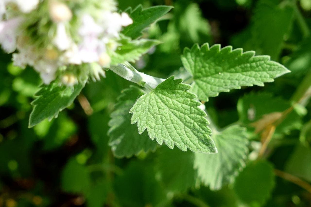Catnip (Nepeta cataria) – Live Starter Plugs (3 Plugs) – Perennial Herb