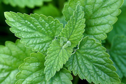 Catnip (Nepeta cataria) – Live Starter Plugs (3 Plugs) – Perennial Herb