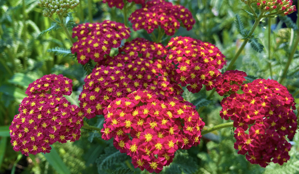 Rubra Yarrow Plant, 3 Pack of Starter Plugs or 3.25 Inch Pot