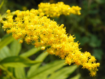 Goldenrod Live Plant, 3.25 Inch Pot, Organic Potting Mix, Herbal plant gift