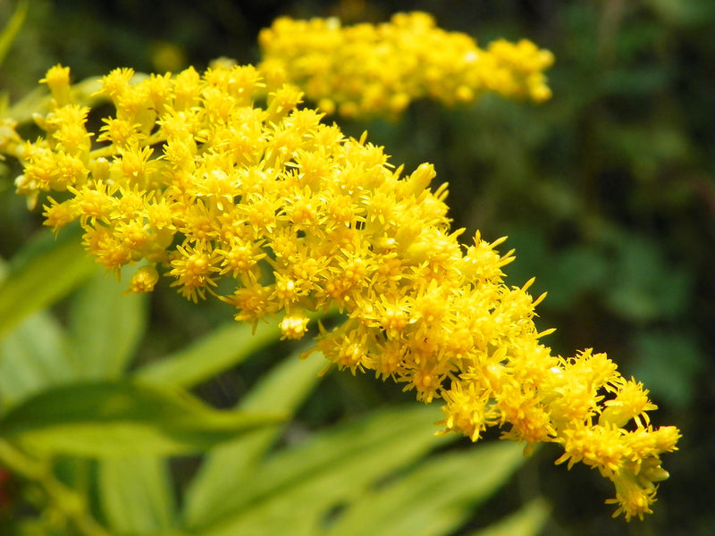Goldenrod Live Plant, 3.25 Inch Pot, Organic Potting Mix, Herbal plant gift