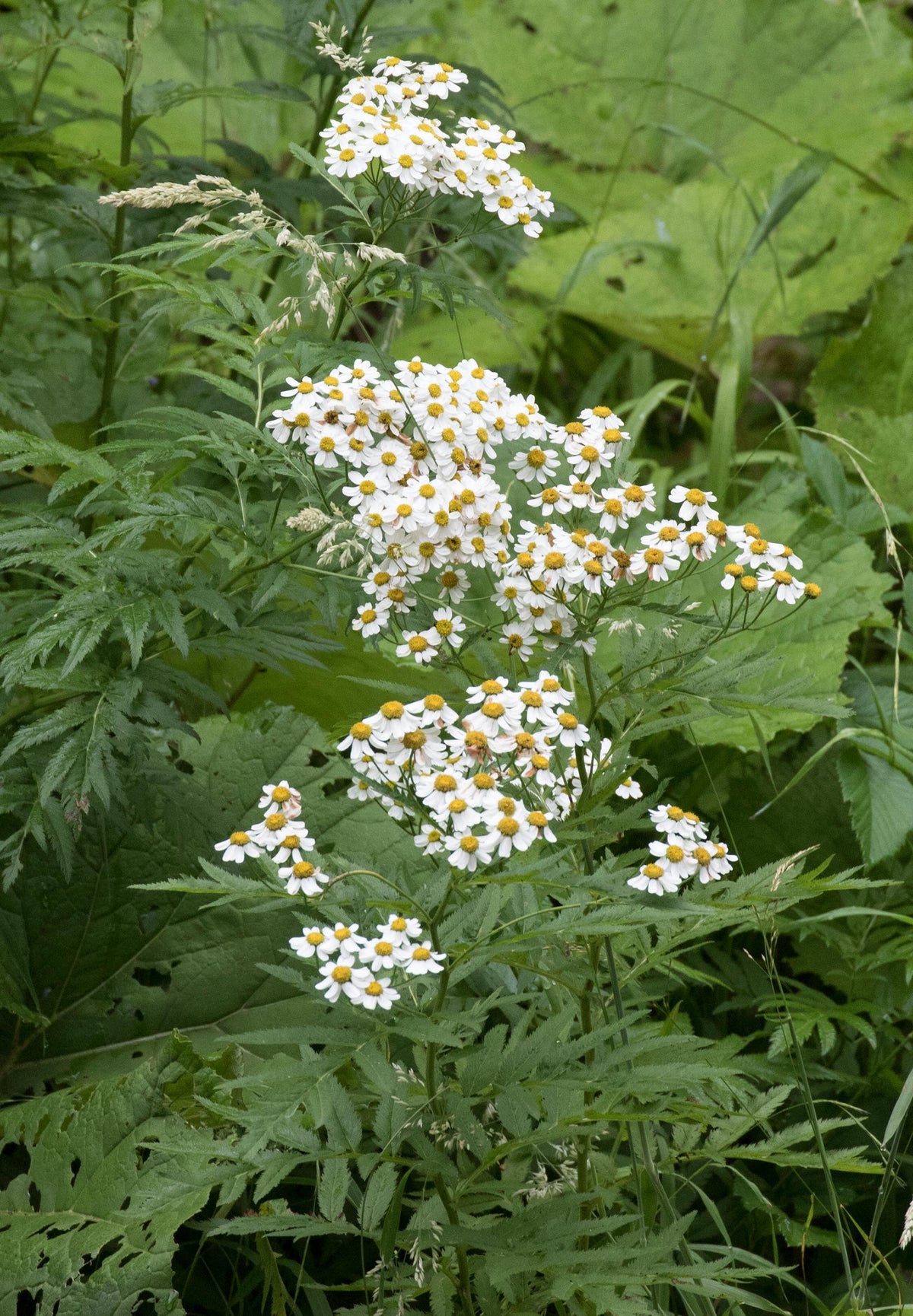 Feverfew Live Plant, 3.25 Inch Pot or Quart Pot, Perennial