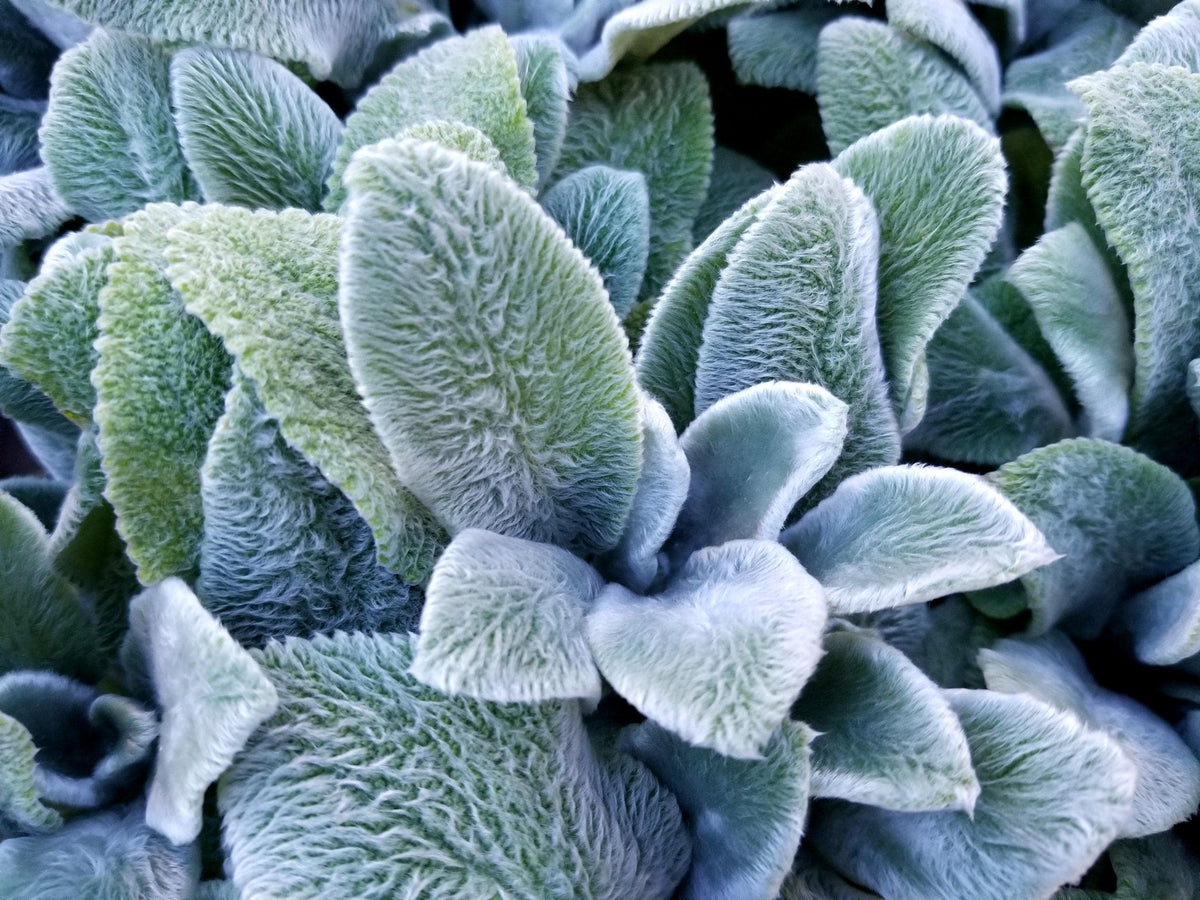 Lamb's Ear Plant, Quart Pot - Organic Potting Mix- Drought tolerant Perennial