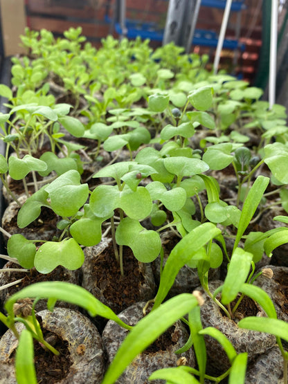 Angled close-up of mixed red and green lettuce seedlings, compact leaves and visible non GMO root plugs for containers