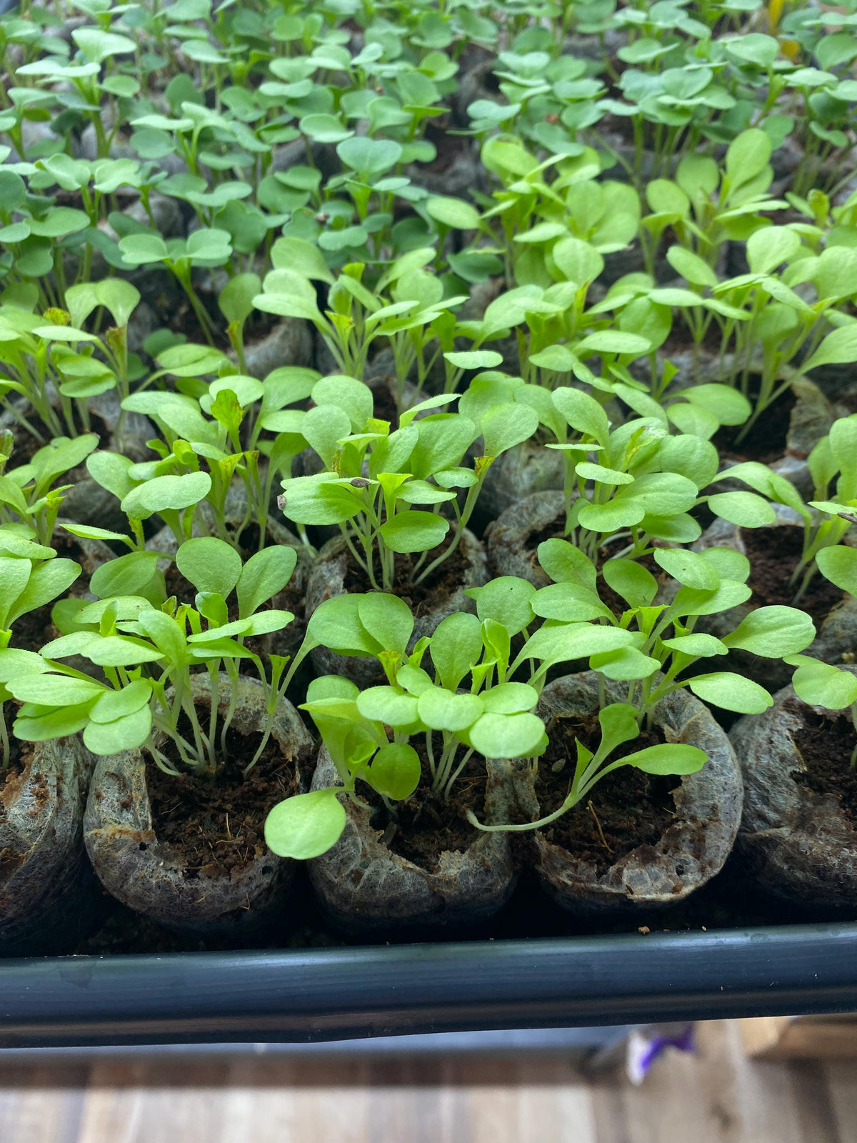 Close-up of young tatsoi and mizuna like seedlings in plug tray, live Asian vegetable plants for hydroponic or soil