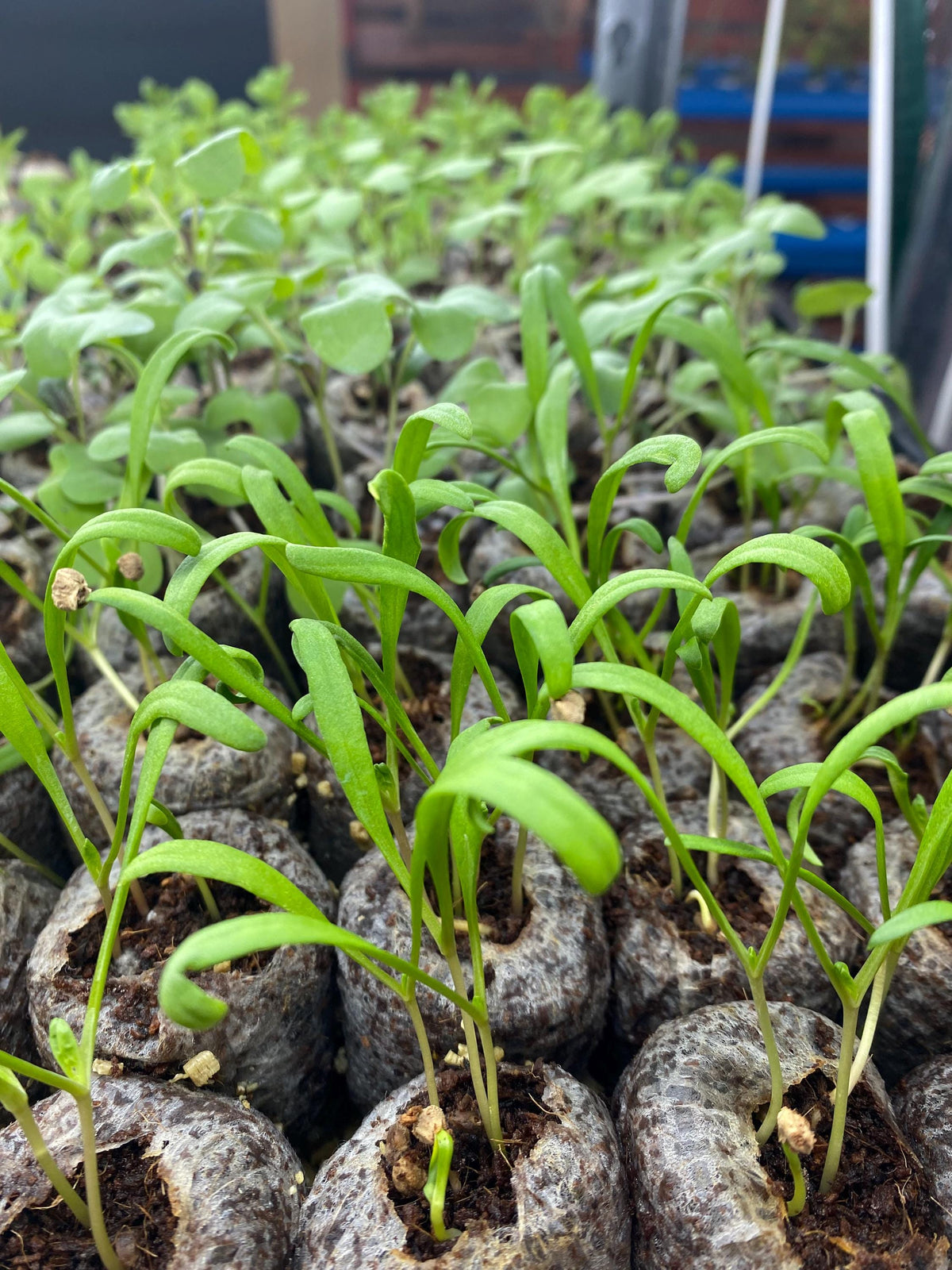 Side view of taller romaine lettuce seedlings, elongated leaves rising from peat root plugs, hydroponic lettuce seedlings