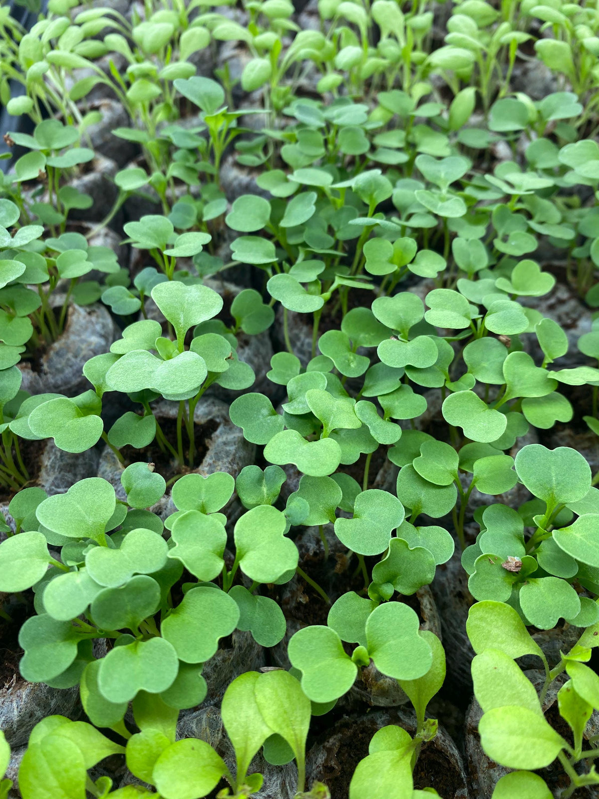 Top-down view of dense bright green round seedlings in peat plugs, Asian greens starter plants ready to transplant