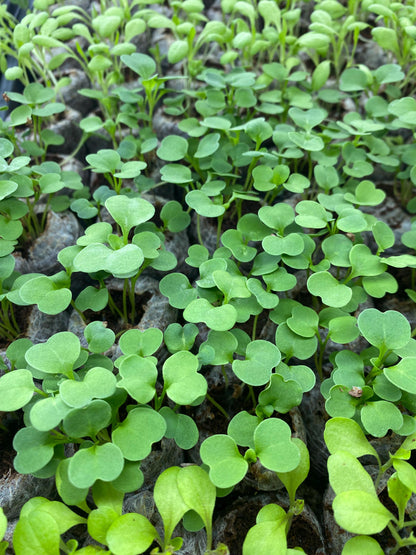 Top-down cluster of dense green lettuce seedlings, compact cotyledons growing in peat plugs, non GMO starters