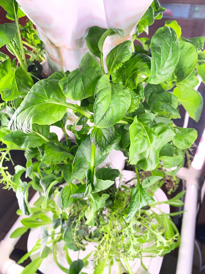 Glossy deep green tatsoi plants in plug, Asian leafy greens starter plants, non GMO seedlings for garden transplant
