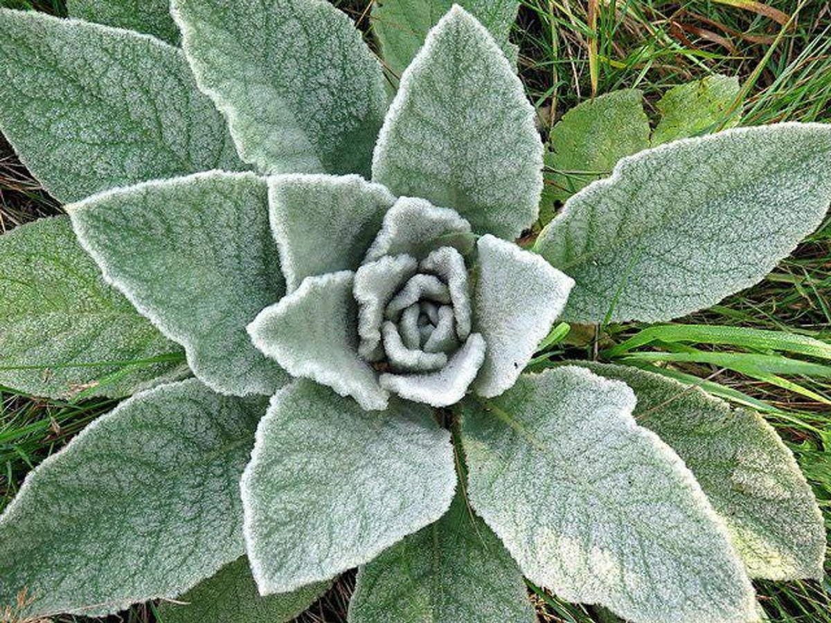Top-down spiral of woolly leaves on a mullein live plant, verbascum thapsus plant, organic garden starter