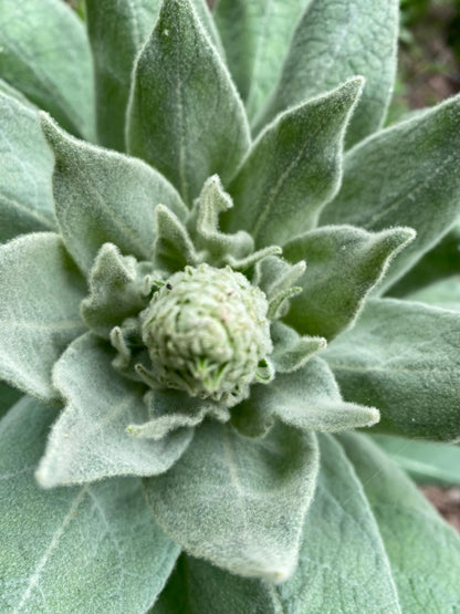 Mullein live plant, Verbascum thapsus Perennial, Fuzzy Foliage for Sunny Gardens