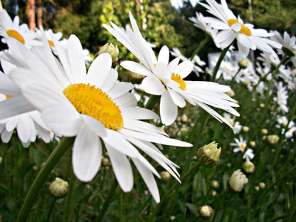Tight close-up of a single white chamomile daisy, bright yellow center and soft petals, Roman chamomile herb detail