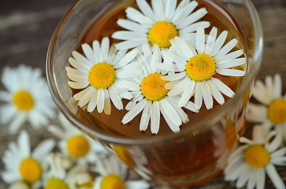 Glass teacup with chamomile flowers floating inside, warm amber brew highlighting an organic herb plant