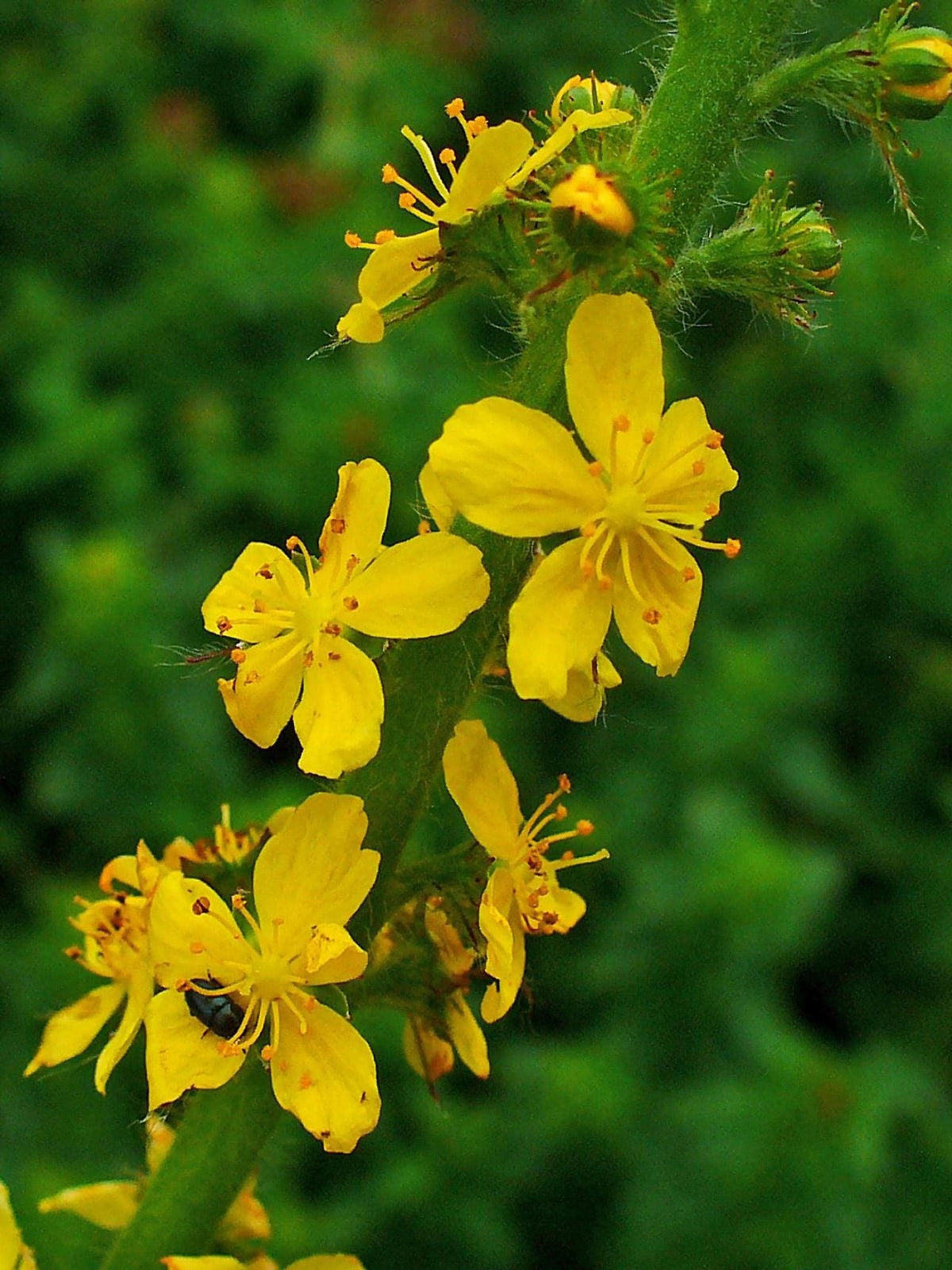Vertical view of agrimony live plant spike, golden five-petaled flowers among green foliage