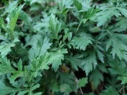 Soft bluish-green, lobed Artemisia vulgaris plant leaves, perennial herb plant suited to naturalized beds