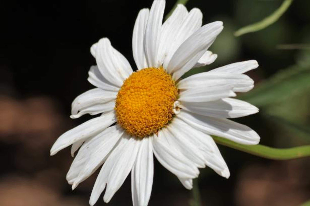 Single Shasta Daisy Plant bloom, side view with crisp white petals and bright yellow center, pollinator garden plant.
