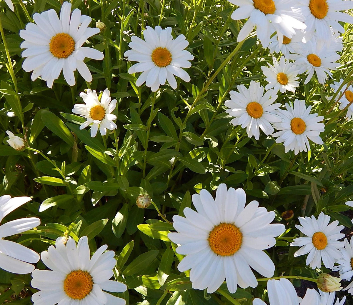 Shasta Daisy Plant grouping among green foliage, white flowering perennial thriving in full sun, zone 4-9.