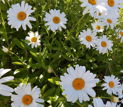 Shasta Daisy Plant grouping among green foliage, white flowering perennial thriving in full sun, zone 4-9.
